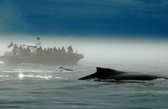 Safari aux baleines - Tadoussac