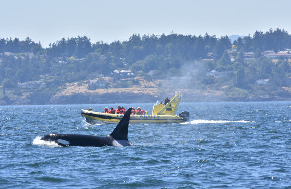 Whale watching zodiac Whale watching zodiac