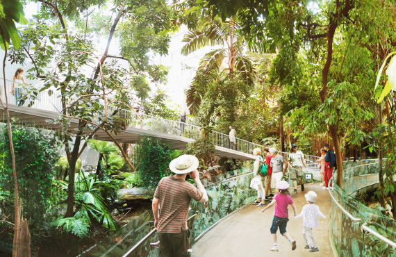 Tropical Forest Tropical Forest