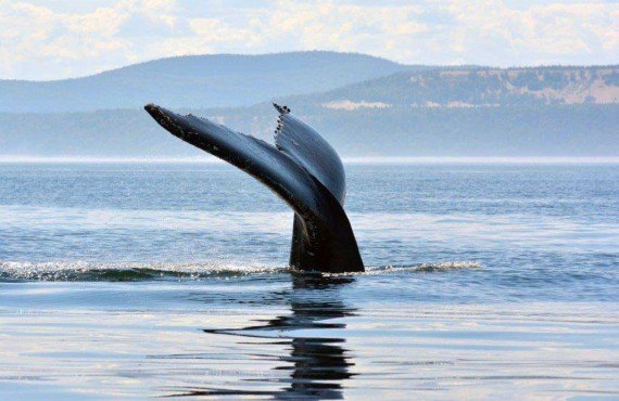 excursion baleine les escoumins