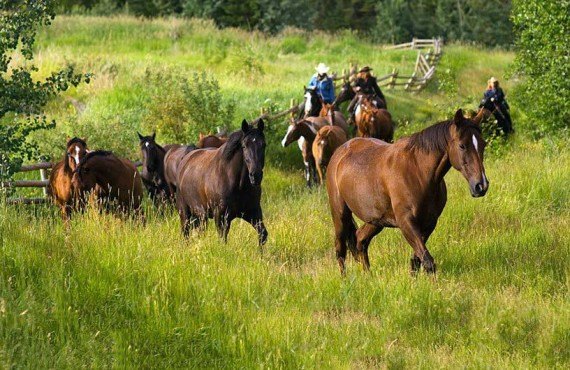 3-equitation-rocheuses-tyax.jpg 3-equitation-rocheuses-tyax.jpg
