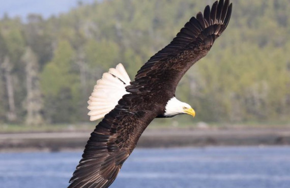 Bald eagles Bald eagles