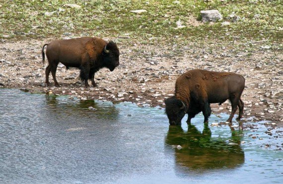 3-head-smashed-in-buffalo-jump-bisons