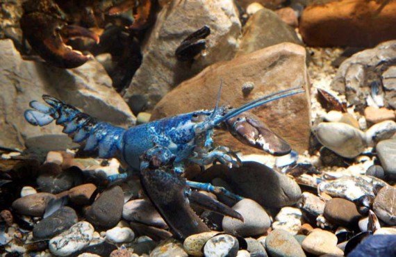 3-homard-bleu.jpg 3-homard-bleu.jpg