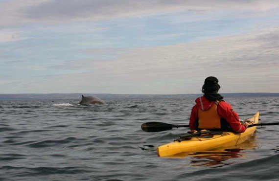 3-kayak-mer-baleine-tadoussac.jpg