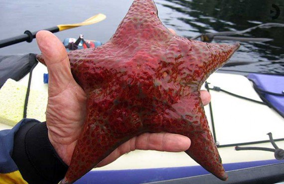 3-kayak-quadra-island-etoile-mer.jpg 3-kayak-quadra-island-etoile-mer.jpg