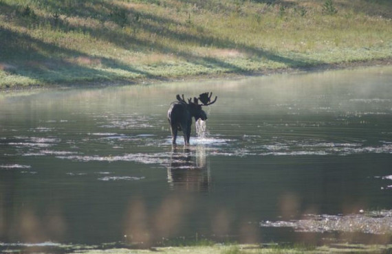 Orignal à Yellowstone Orignal à Yellowstone