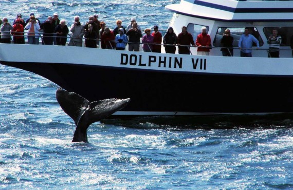 3-observation-baleine-boston-safari.jpg 3-observation-baleine-boston-safari.jpg
