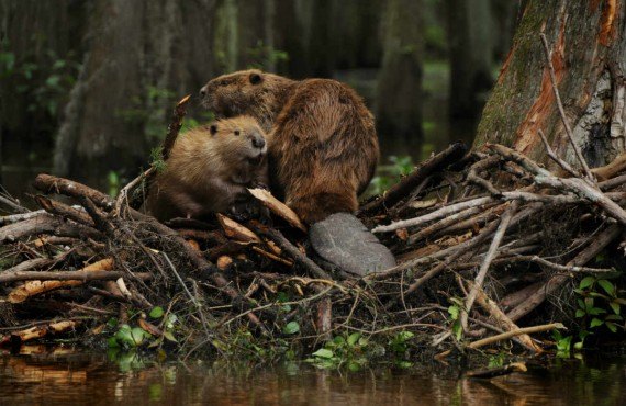 3-observation-castor-valga.jpg 3-observation-castor-valga.jpg