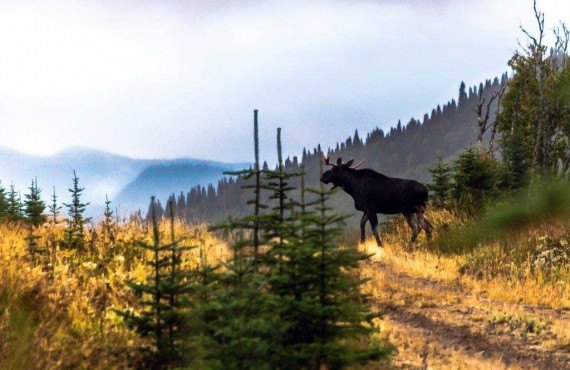 3-observation-orignal-canada.jpg 3-observation-orignal-canada.jpg