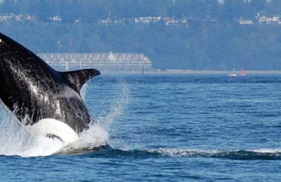 3-observation-orques-victoria-vancouver-bateau.jpg 3-observation-orques-victoria-vancouver-bateau.jpg