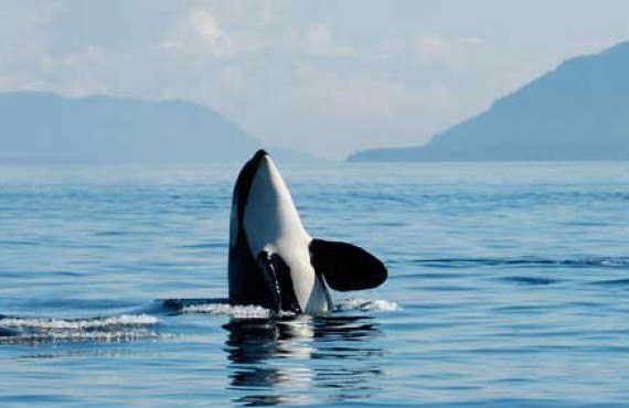 3-observation-orques-victoria-vancouver-bateau.jpg 3-observation-orques-victoria-vancouver-bateau.jpg