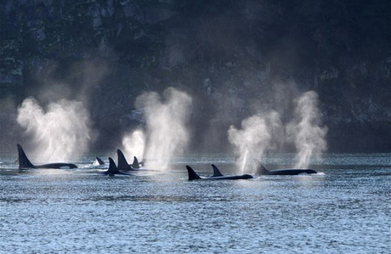 Whales group Whales group