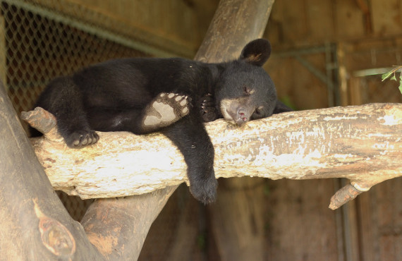Bear Bear