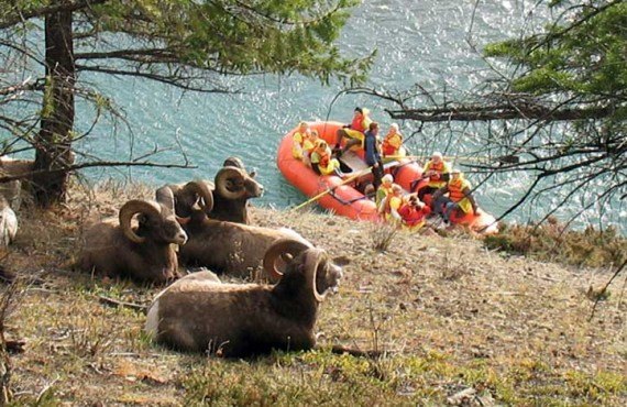 Mouflon and Rafting on the Athabasca 