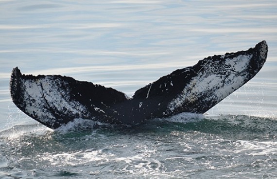 Observation des baleines Observation des baleines