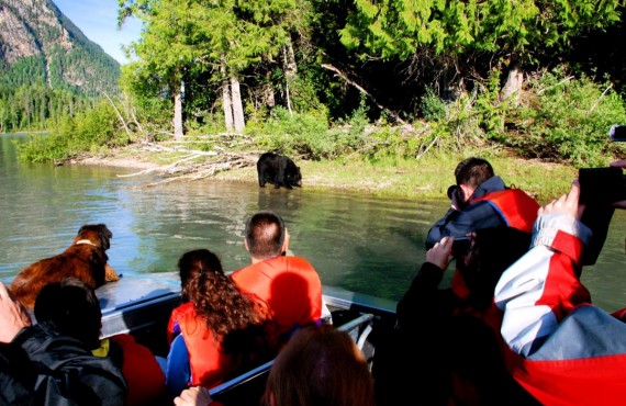 Safari ours Wells Gray Safari ours Wells Gray