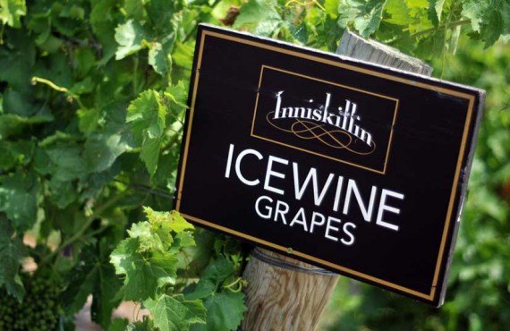 3-vignoble-niagara-inniskillin.jpg 3-vignoble-niagara-inniskillin.jpg