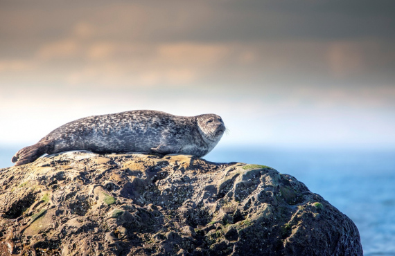Seal in Bic National Park, Québec, Canada