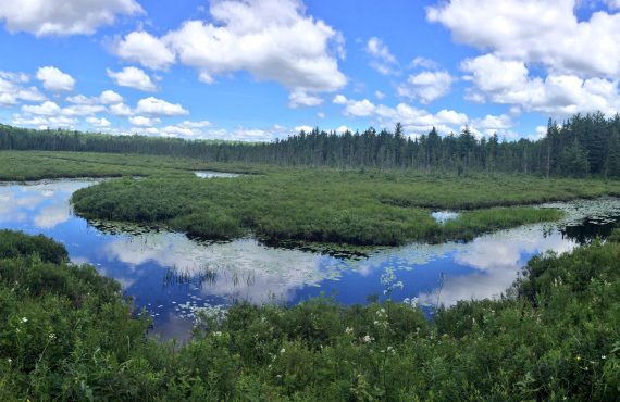 Spruce bog Spruce bog