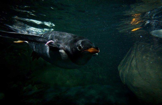 4-Biodôme_de_Montréal(Claude_Lafond).jpg 4-Biodôme_de_Montréal(Claude_Lafond).jpg