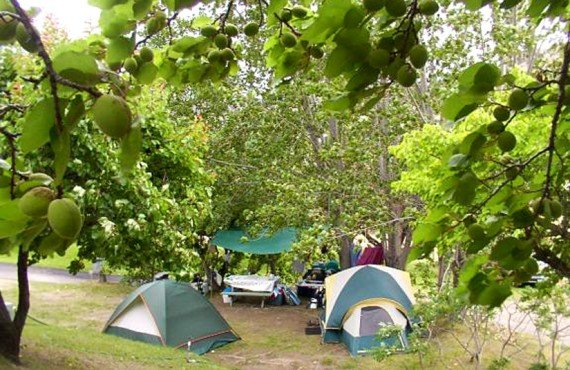 Camping Camp-Along - Emplacement pour tentes