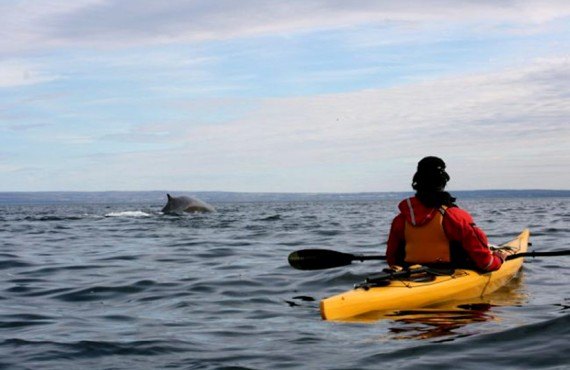 Kayak de mer avec les baleines Kayak de mer avec les baleines