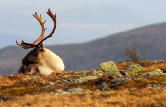 4-caribou-parc-gaspesie.jpg 4-caribou-parc-gaspesie.jpg