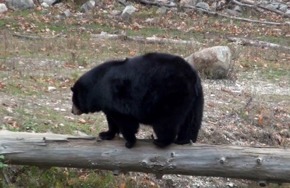 Observation de l'ours - Parc Omega