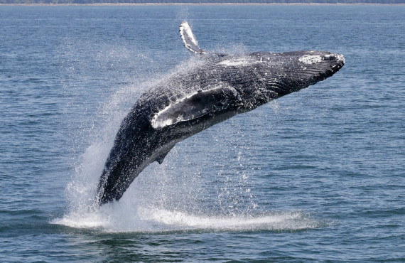 Humpback whale Humpback whale