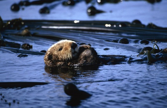 Loutre de Mer Loutre de Mer