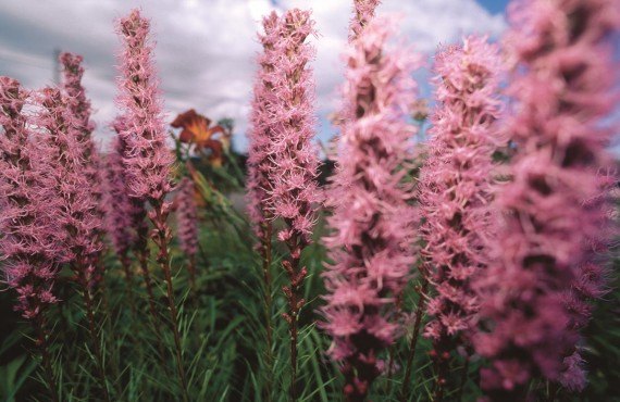 Fleurs alpines du parc Forillon