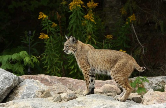 4-lynx-zoo-st-felicien.jpg 4-lynx-zoo-st-felicien.jpg
