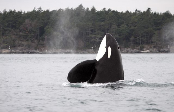 Orca Orca