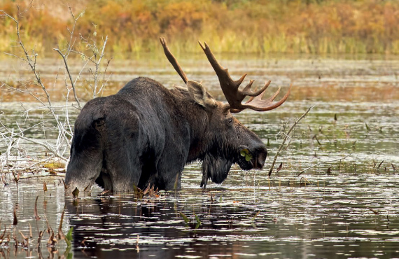 The moose, emblematic animal 