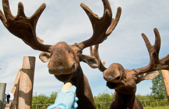 Moose Moose