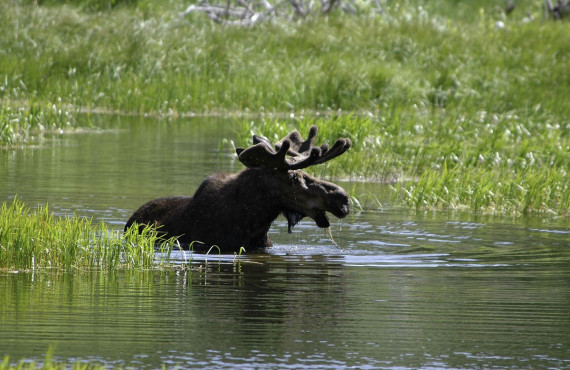 Orignal dans la rivière Orignal dans la rivière