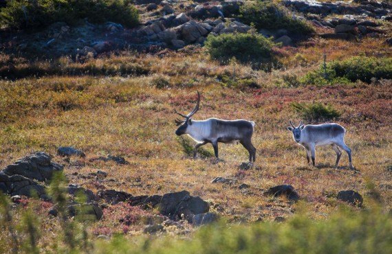 Caribous sur le mont Albert Caribous sur le mont Albert