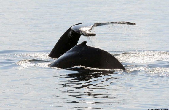 4-safari-baleine-bateau-tadoussac.jpg 4-safari-baleine-bateau-tadoussac.jpg