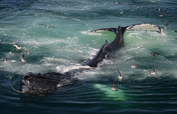 Observation des baleines, Boston Observation des baleines, Boston