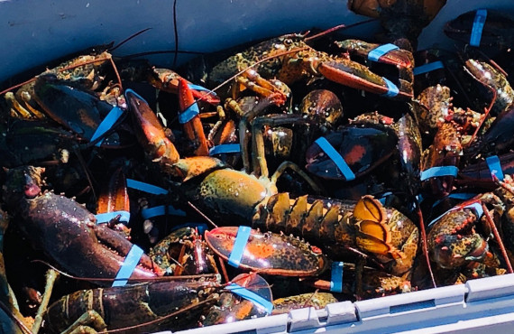 Homards des îles de la Madeleine Homards des îles de la Madeleine