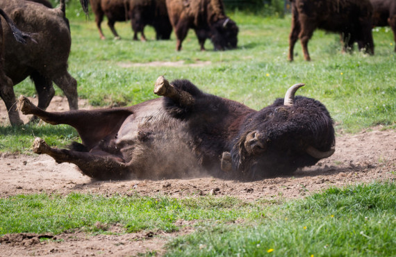 La Terre des Bisons (© AdobeStock, Cloudtail)