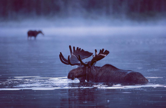 Moose in Gaspesie National Park