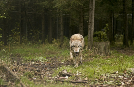 Wolf Wolf