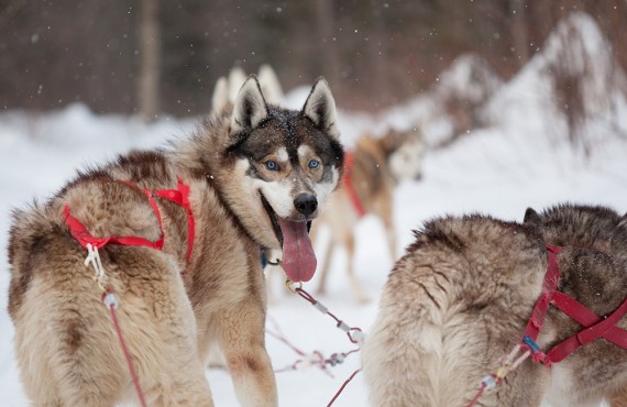 La meute de chiens de traîneau La meute de chiens de traîneau