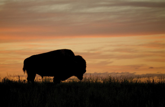 Bison au coucher du soleil Bison au coucher du soleil