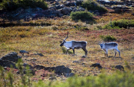 5-caribou-parc-gaspesie.jpg 5-caribou-parc-gaspesie.jpg