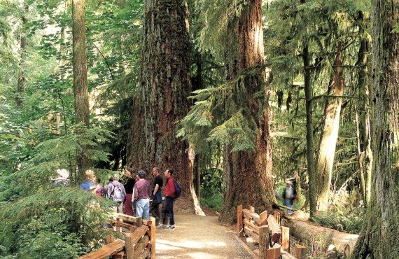 Cathedral Grove, MacMillan NP Cathedral Grove, MacMillan NP