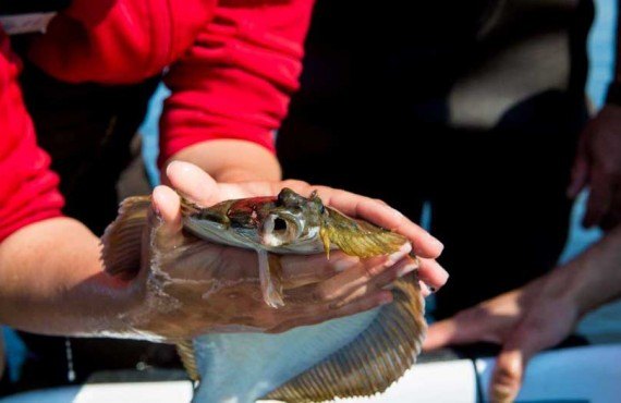 5-cueillette-de-poisson.jpg 5-cueillette-de-poisson.jpg