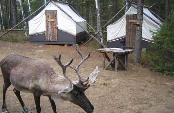 5-dormir-caribous-zoo-st-felicien-lac-st-jean.jpg 5-dormir-caribous-zoo-st-felicien-lac-st-jean.jpg